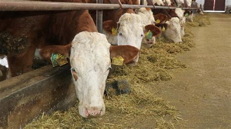 S­ı­ğ­ı­r­ ­y­e­t­i­ş­t­i­r­i­c­i­l­e­r­i­n­e­ ­d­e­s­t­e­k­ ­s­ü­r­e­s­i­ ­u­z­a­t­ı­l­d­ı­